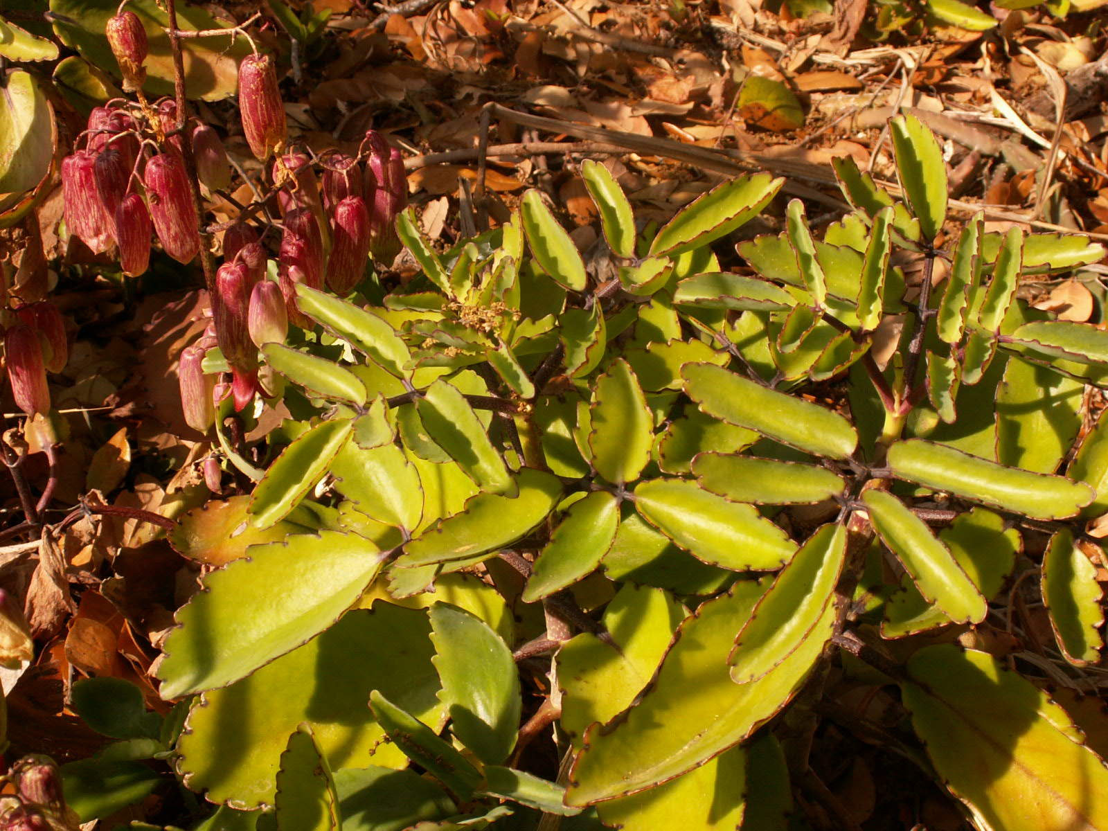 Kalanchoe pinnata